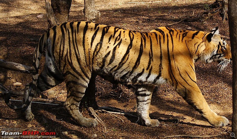 Ranthambhore : Water Hole Animal Census, tigers, forts and more....-dsc08802.jpg