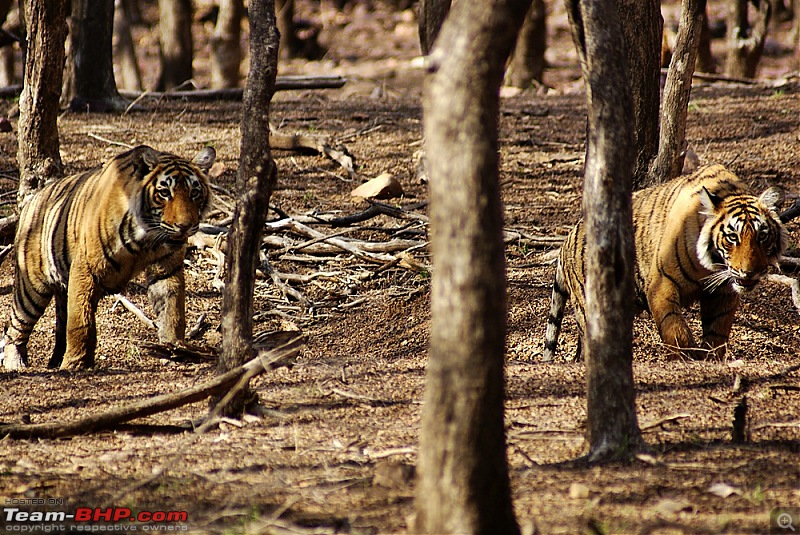 Ranthambhore : Water Hole Animal Census, tigers, forts and more....-dsc08830.jpg