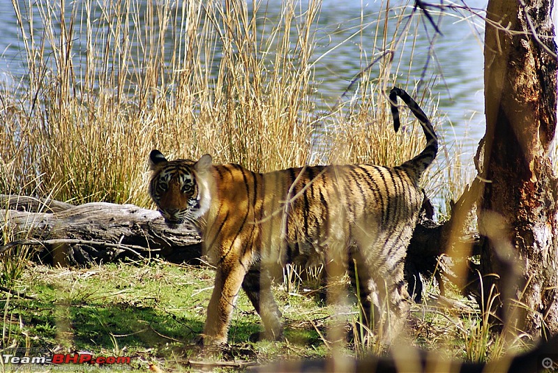 Ranthambhore : Water Hole Animal Census, tigers, forts and more....-dsc08892.jpg