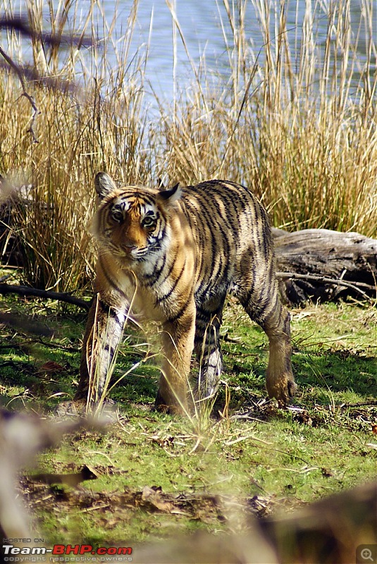 Ranthambhore : Water Hole Animal Census, tigers, forts and more....-dsc08895.jpg