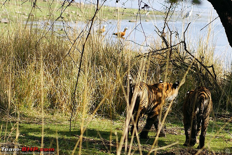 Ranthambhore : Water Hole Animal Census, tigers, forts and more....-dsc08919.jpg