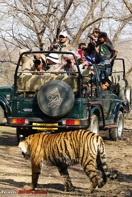 Ranthambhore : Water Hole Animal Census, tigers, forts and more....-dsc09043.jpg