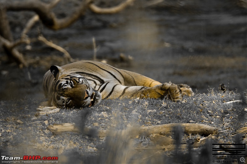 Rambling in the wild : Ranthambore, Jhalana, Bharatpur & more-avi_3810.jpg