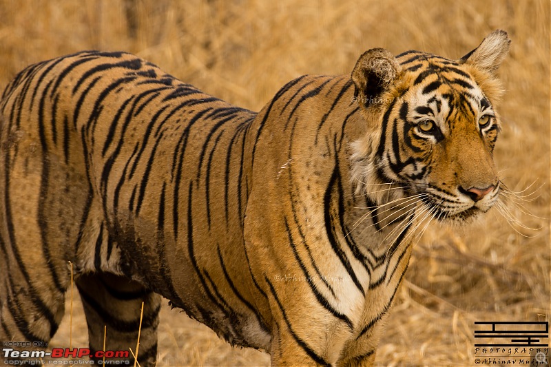 Rambling in the wild : Ranthambore, Jhalana, Bharatpur & more-avi_3853.jpg