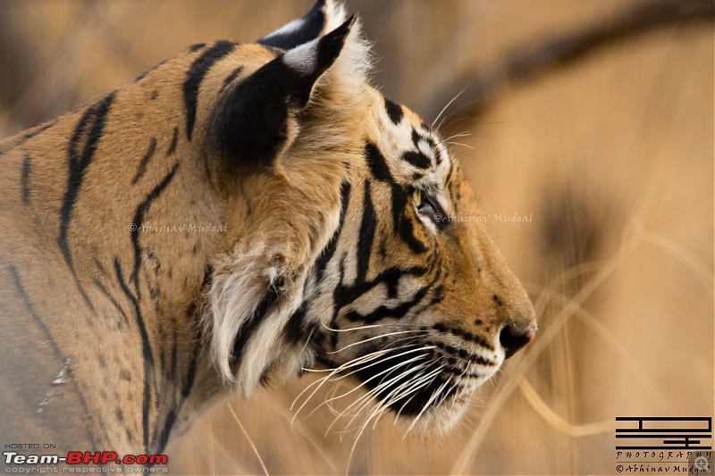 Rambling in the wild : Ranthambore, Jhalana, Bharatpur & more-avi_3871.jpg