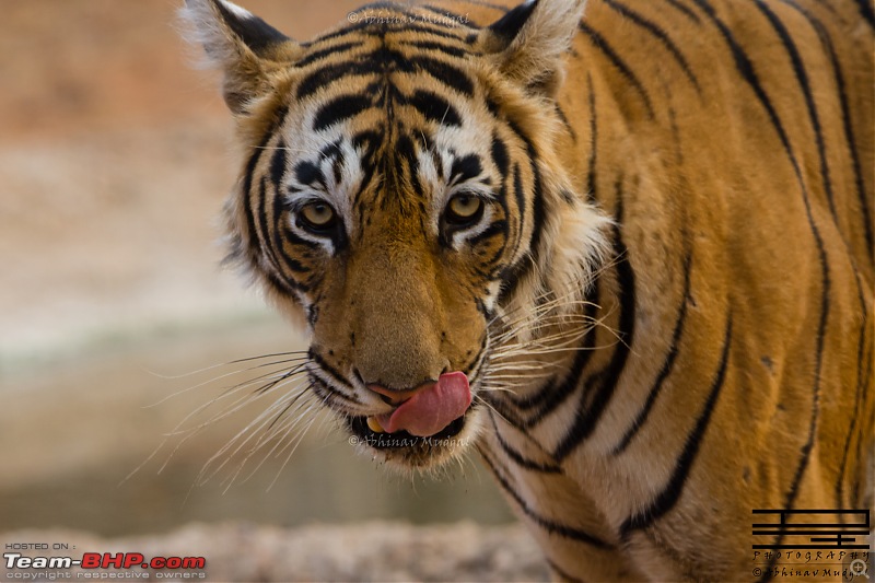 Rambling in the wild : Ranthambore, Jhalana, Bharatpur & more-avi_3940.jpg