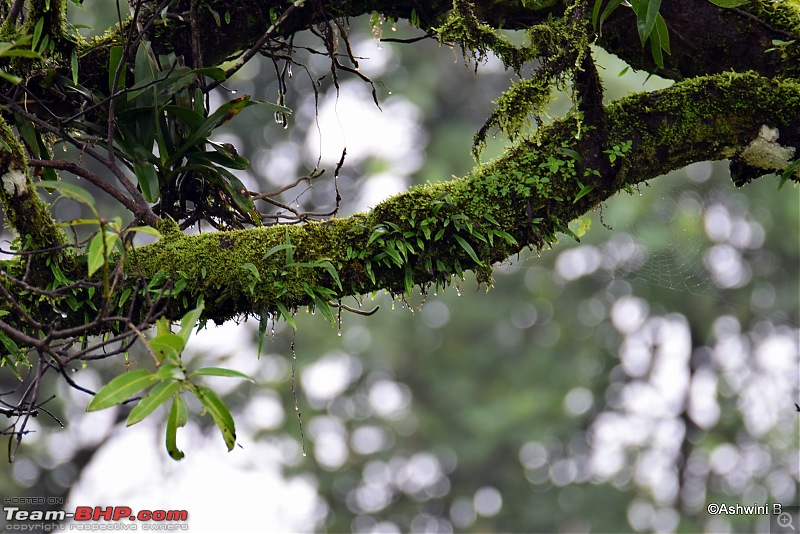 Red TUV300's monsoon diary - Magical Kadamane-a1_5.jpg