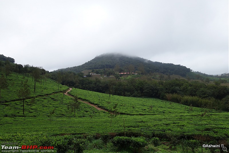 Red TUV300's monsoon diary - Magical Kadamane-a2_1.jpg