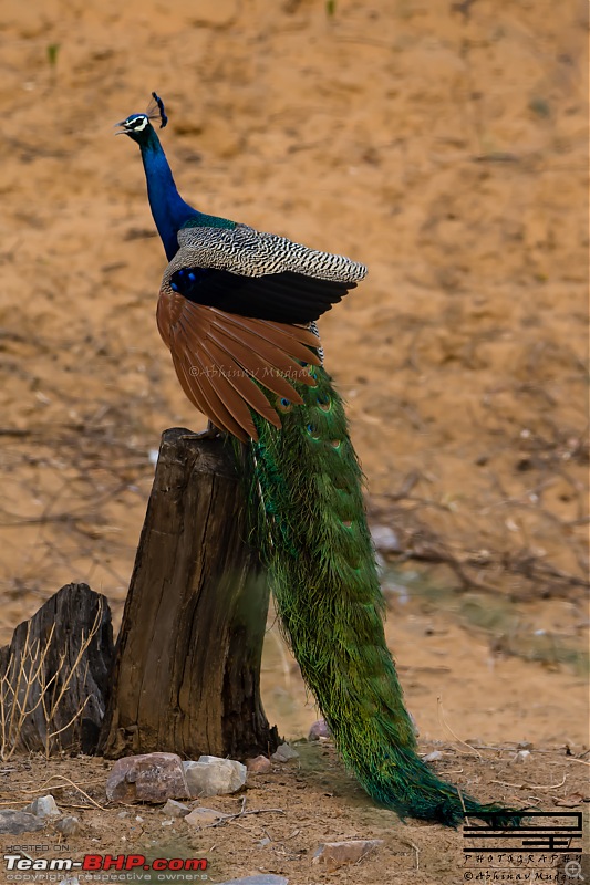 Rambling in the wild : Ranthambore, Jhalana, Bharatpur & more-peafowl.jpg