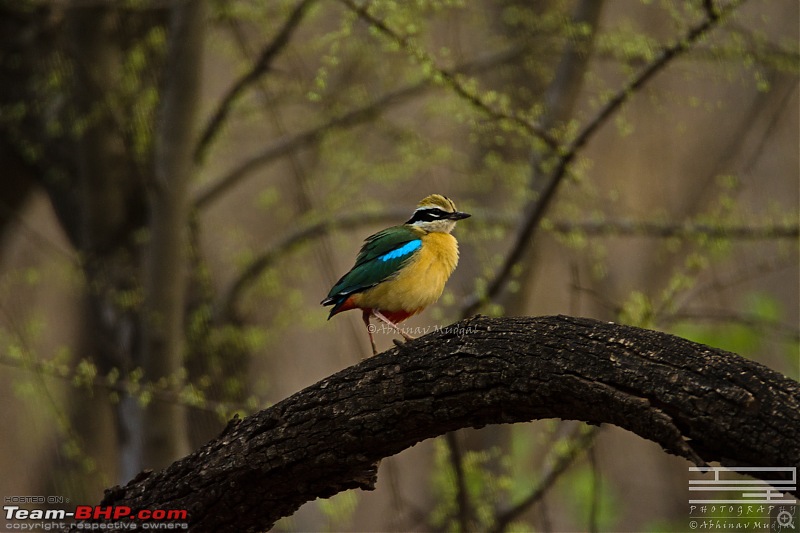 Rambling in the wild : Ranthambore, Jhalana, Bharatpur & more-indian-pitta-1.jpg