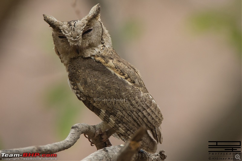 Rambling in the wild : Ranthambore, Jhalana, Bharatpur & more-indian-scops-owl-2.jpg