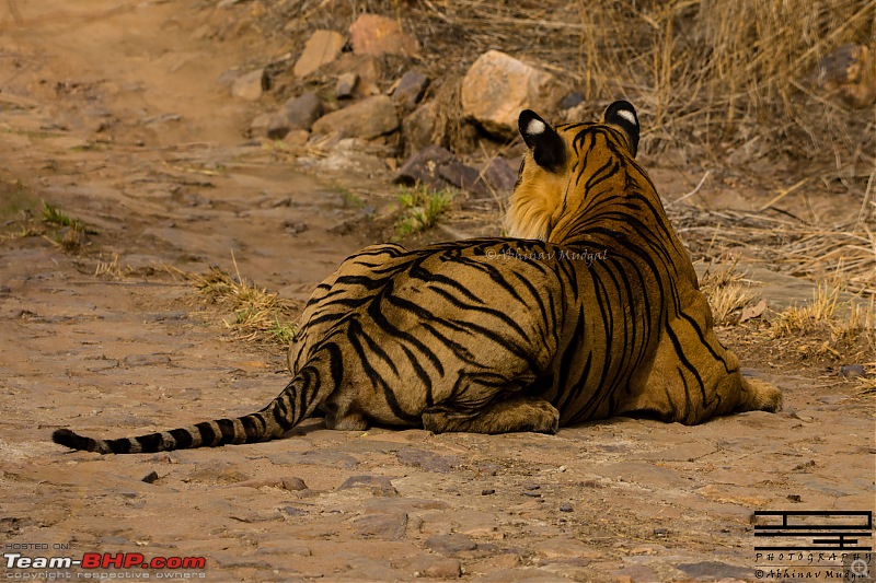 Rambling in the wild : Ranthambore, Jhalana, Bharatpur & more-tiger-sitting-2.jpg