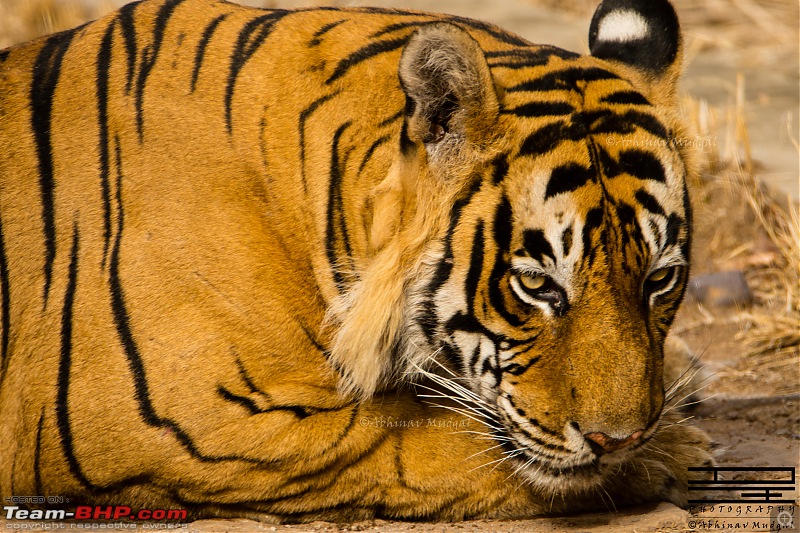 Rambling in the wild : Ranthambore, Jhalana, Bharatpur & more-tiger-sitting-1.jpg