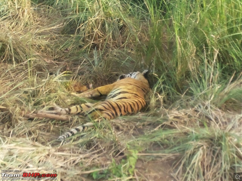 Rambling in the wild : Ranthambore, Jhalana, Bharatpur & more-cqhc3ivueaathgm-1.jpg