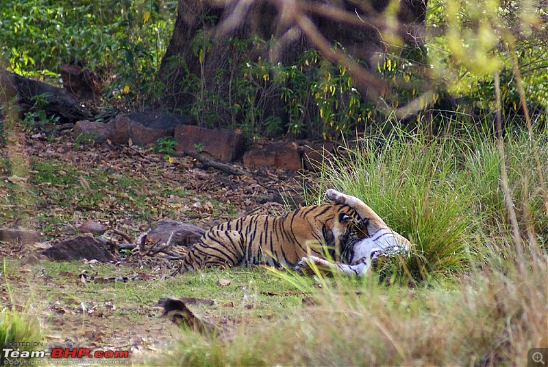 Ranthambhore : Water Hole Animal Census, tigers, forts and more....-dsc09850a.jpg