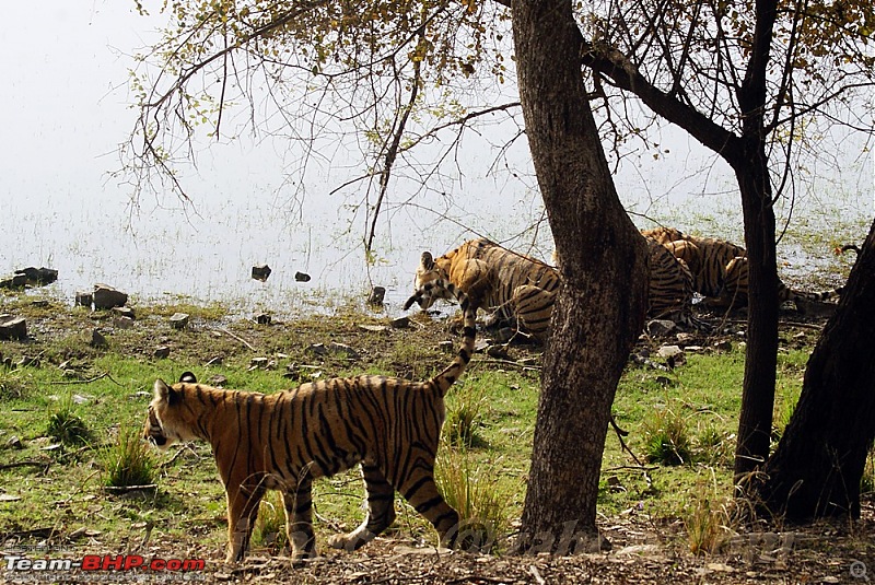 Ranthambhore : Water Hole Animal Census, tigers, forts and more....-dsc09892.jpg