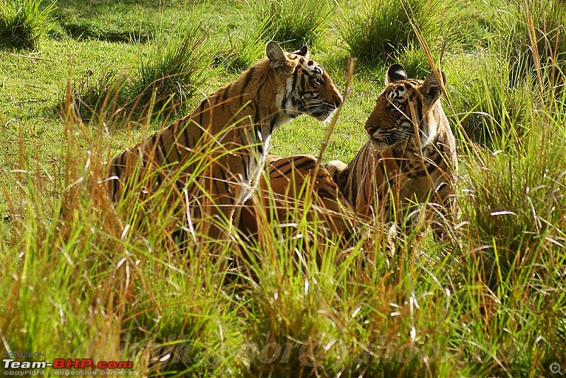 Ranthambhore : Water Hole Animal Census, tigers, forts and more....-dsc09939.jpg