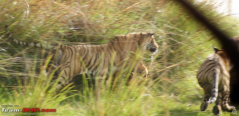 Ranthambhore : Water Hole Animal Census, tigers, forts and more....-dsc09957.jpg