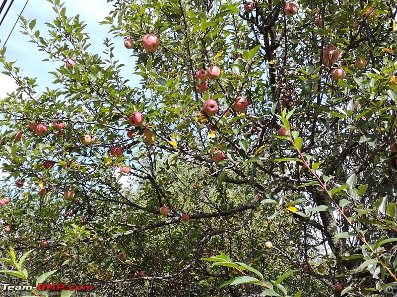 Drive from Kolkata to Bhutan in my Honda Civic-fresh-apples-day-4.jpg