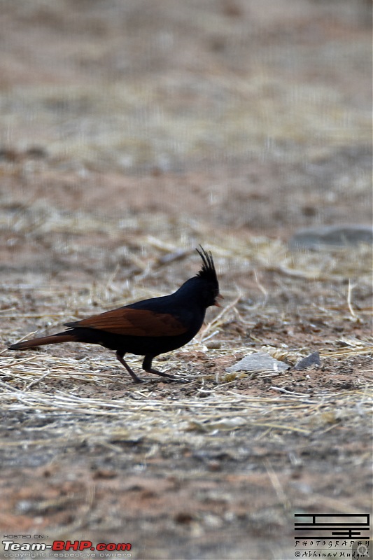 Rambling in the wild : Ranthambore, Jhalana, Bharatpur & more-bunting.jpg