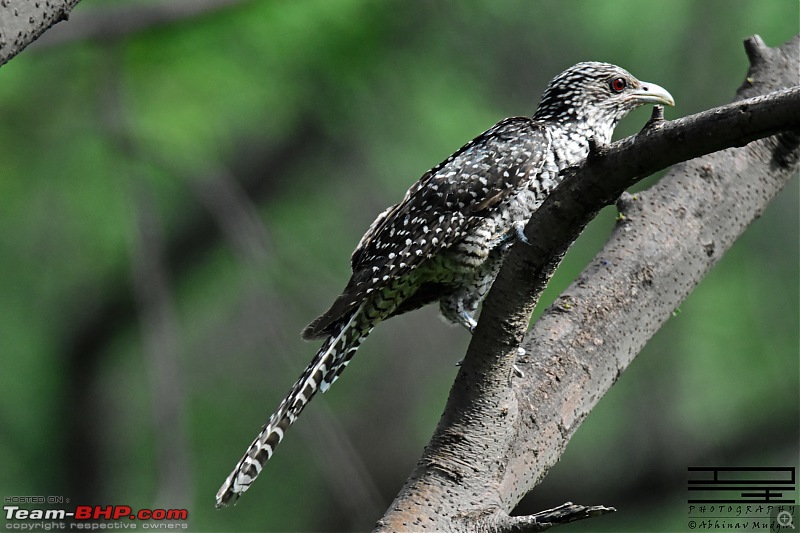 Rambling in the wild : Ranthambore, Jhalana, Bharatpur & more-cuckoo-koel-female.jpg