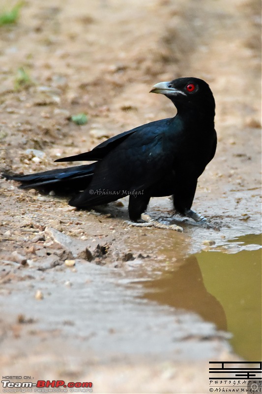 Rambling in the wild : Ranthambore, Jhalana, Bharatpur & more-cuckoo-koel-male.jpg