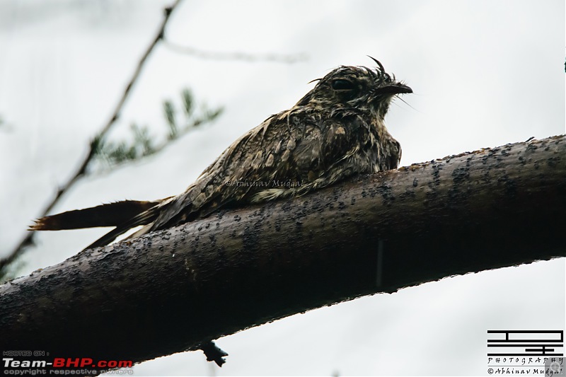 Rambling in the wild : Ranthambore, Jhalana, Bharatpur & more-nightjar.jpg