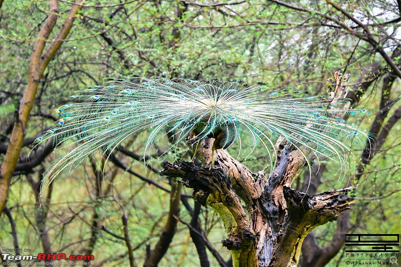 Rambling in the wild : Ranthambore, Jhalana, Bharatpur & more-peacock-drying.jpg