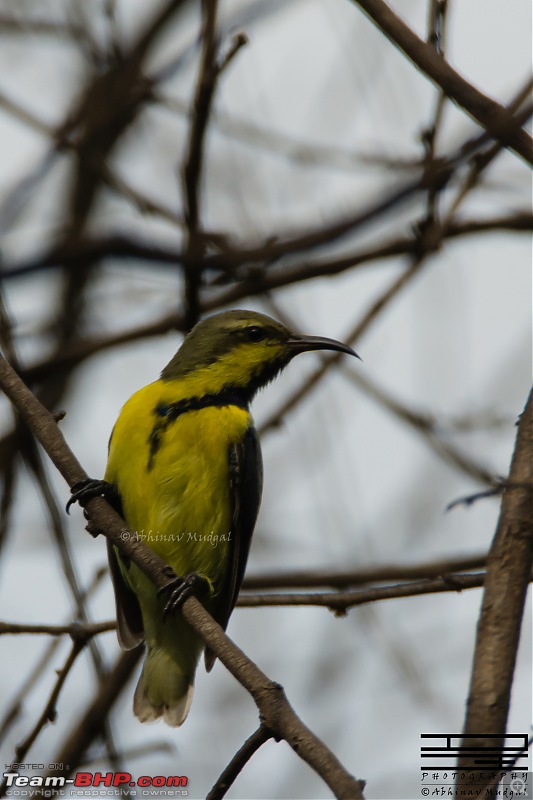 Rambling in the wild : Ranthambore, Jhalana, Bharatpur & more-sunbird-small.jpg