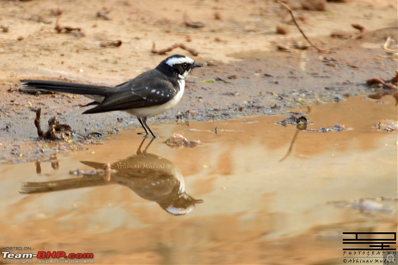 Rambling in the wild : Ranthambore, Jhalana, Bharatpur & more-wbffc.jpg