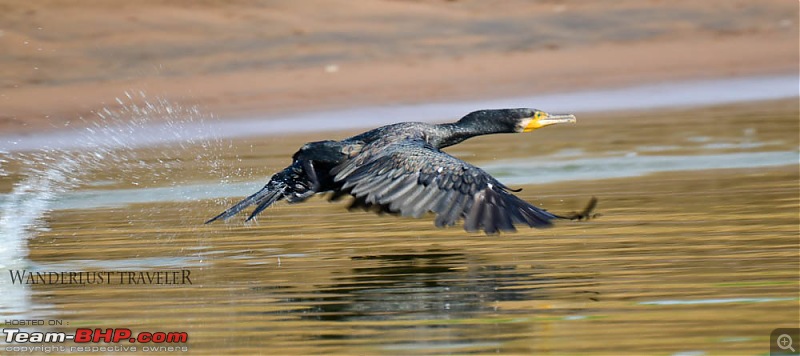 Wanderlust Traveler: Jungle lodges @ Kabini and Nagarahole National Park-suh_5531.jpg