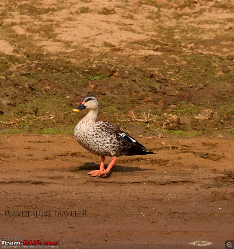 Wanderlust Traveler: Jungle lodges @ Kabini and Nagarahole National Park-suh_5586.jpg