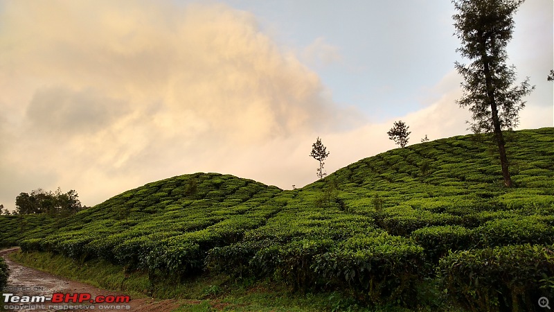 Misty tea plantations : Valparai Photologue-sunset-tea-estate-1min.jpg