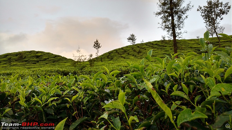 Misty tea plantations : Valparai Photologue-sunset-tea-estate-2min.jpg