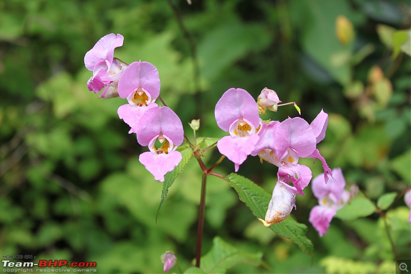 Trek to the Valley of Flowers-img_5916.jpg