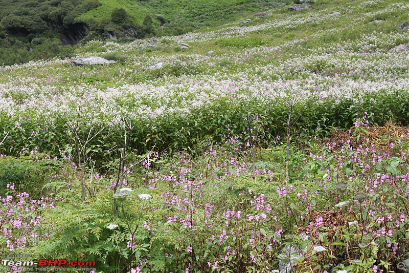 Trek to the Valley of Flowers-img_5932min.jpg