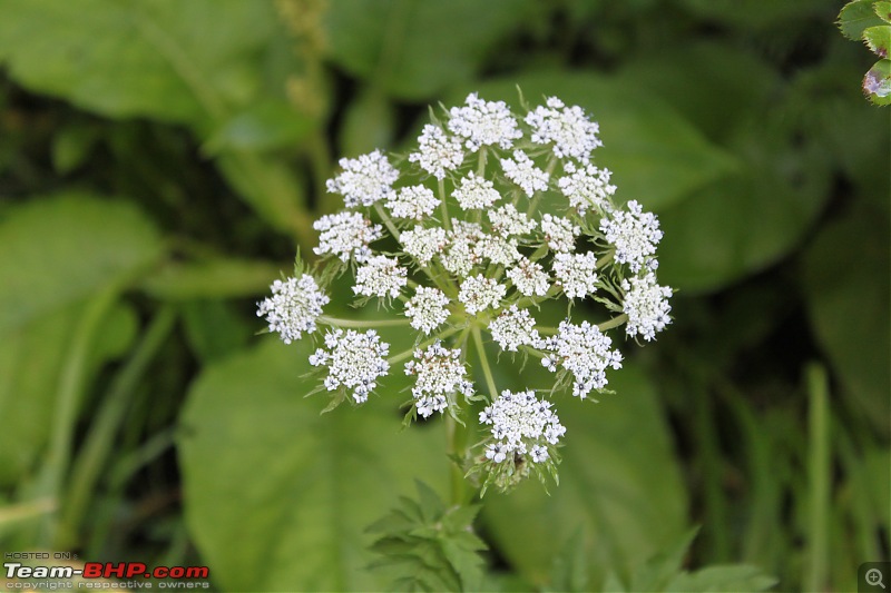 Trek to the Valley of Flowers-img_5935.jpg