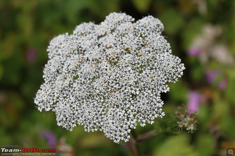 Trek to the Valley of Flowers-img_5938.jpg