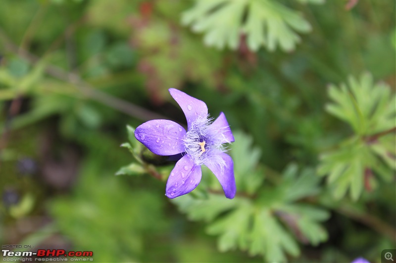 Trek to the Valley of Flowers-img_6015.jpg