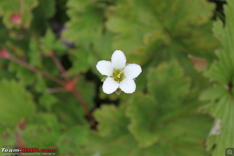 Trek to the Valley of Flowers-img_6031.jpg