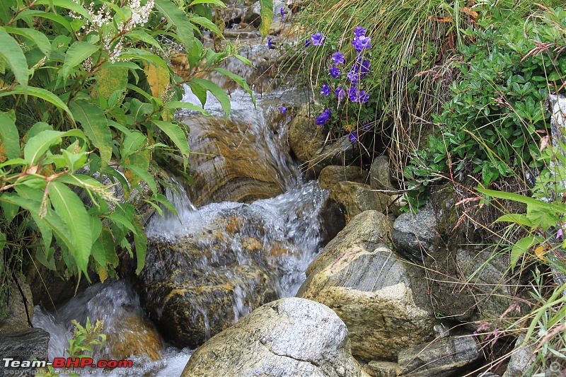 Trek to the Valley of Flowers-img_6040min.jpg