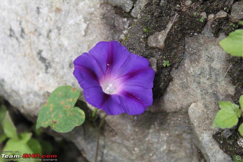 Trek to the Valley of Flowers-img_6118.jpg