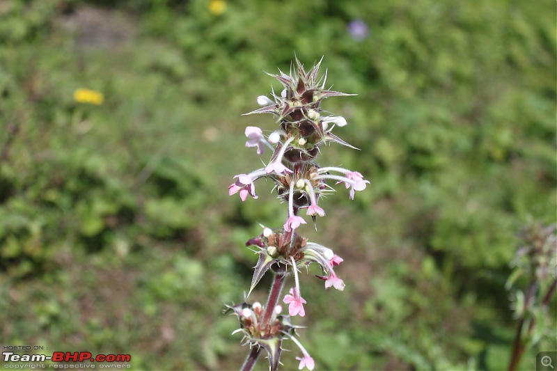 Trek to the Valley of Flowers-img_6215.jpg