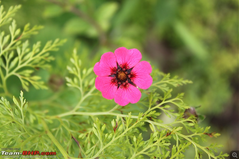 Trek to the Valley of Flowers-img_6241.jpg