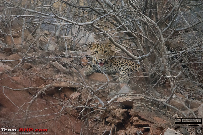 Rambling in the wild : Ranthambore, Jhalana, Bharatpur & more-avi_3739.jpg