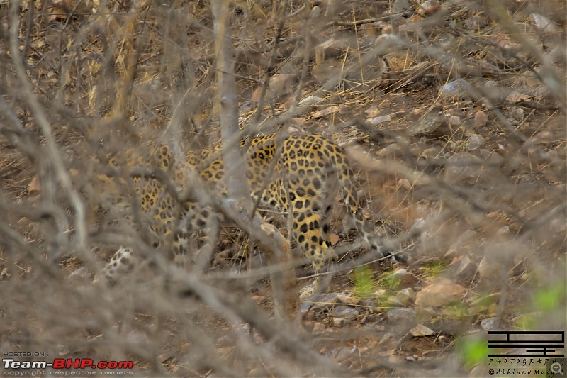 Rambling in the wild : Ranthambore, Jhalana, Bharatpur & more-avi_4415.jpg