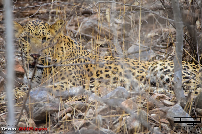 Rambling in the wild : Ranthambore, Jhalana, Bharatpur & more-avi_4417.jpg