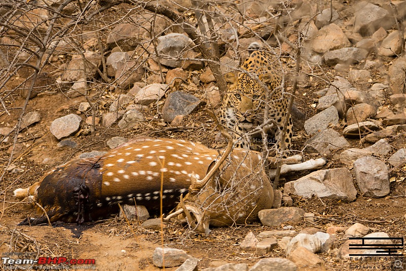 Rambling in the wild : Ranthambore, Jhalana, Bharatpur & more-avi_4425.jpg