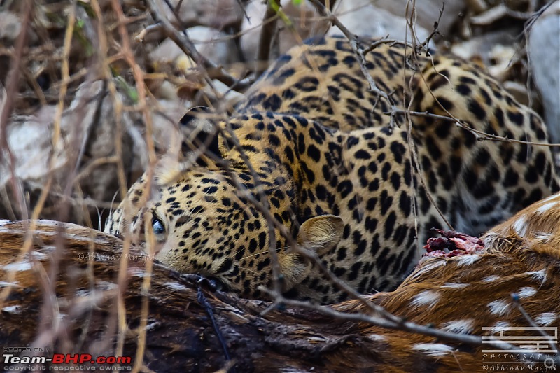 Rambling in the wild : Ranthambore, Jhalana, Bharatpur & more-avi_4524.jpg