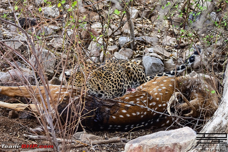 Rambling in the wild : Ranthambore, Jhalana, Bharatpur & more-avi_4526.jpg